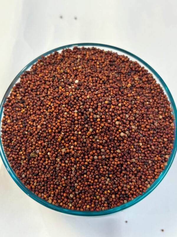 Finger Millet (రాగులు)