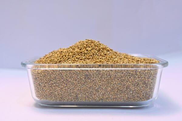 Pearl Millet  Rice (గంటెలు బియ్యం)